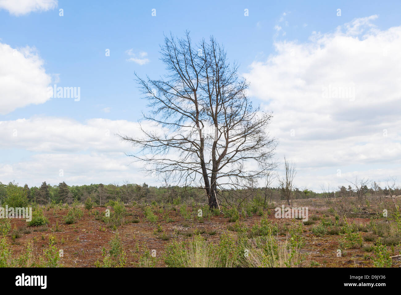 Albero morto scheletro seguenti heath fire a Frensham Laghetto, Surrey, Inghilterra Foto Stock