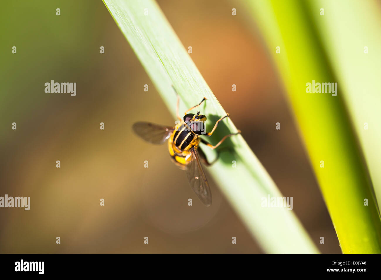 Close up di un hoverfly (Syrphidae) wasp imitare con grandi occhi composti atterrato su un verde reed Foto Stock