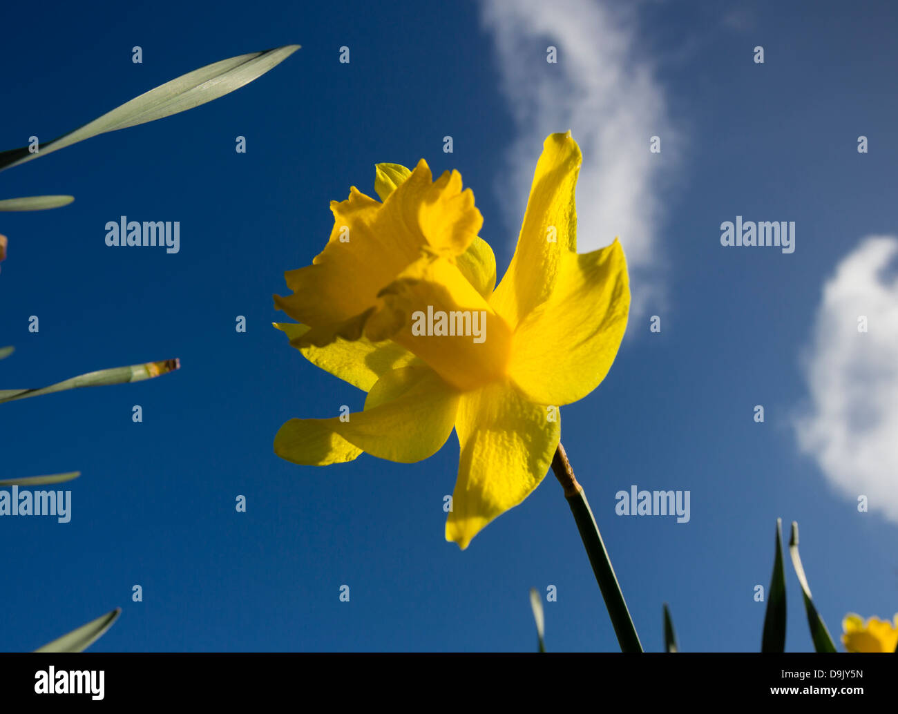 La molla narcisi contro un cielo blu Foto Stock