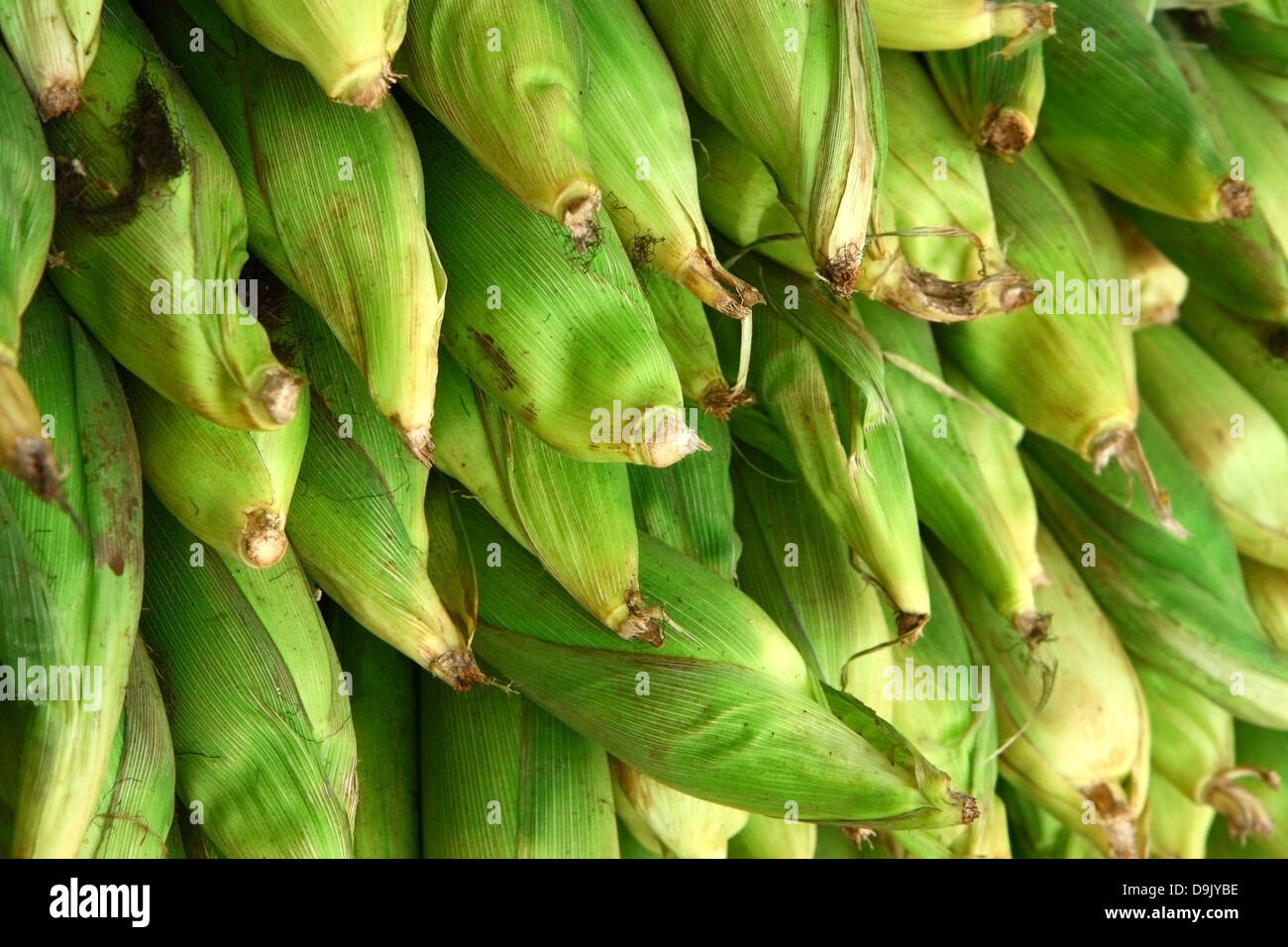Dettaglio del raccolto fresco Corn buccia su stock Foto Stock
