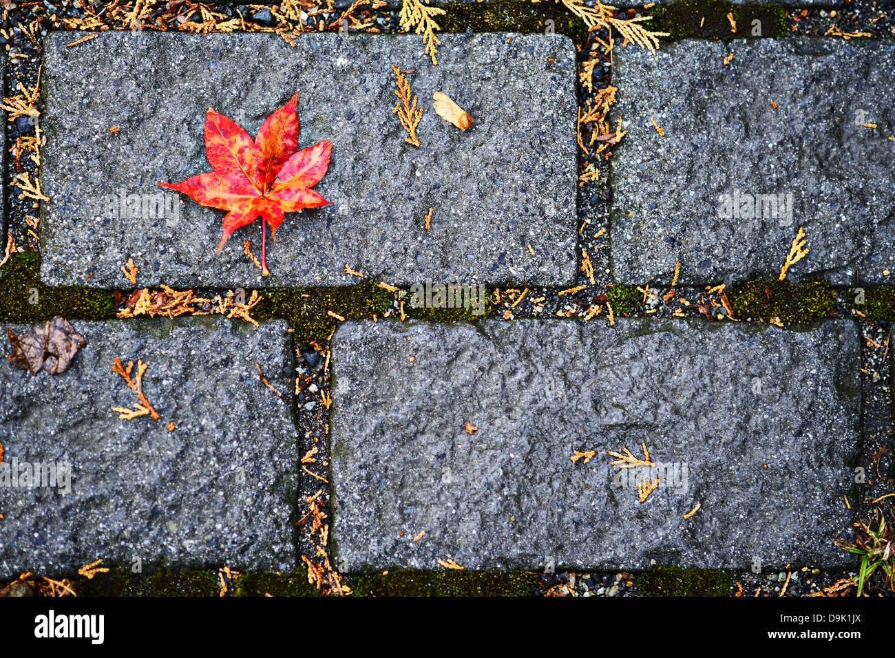 Foglia caduta caduta sul pavimento Foto Stock