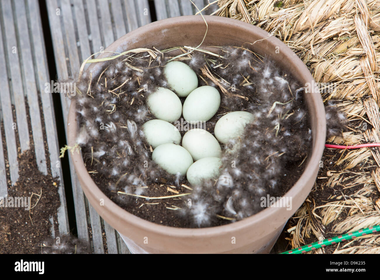 Una frizione di Germano Reale di uova (Anas platyrhynchos) in un nido in un vaso da giardino in Ijburg, Amsterdam, Paesi Bassi. Foto Stock