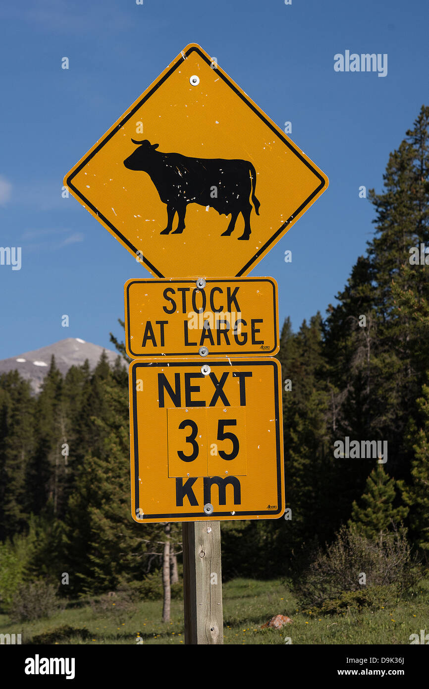 Bella giornata di Kananaskis country, Alberta, Canada, manzo, Alberta carni bovine Foto Stock