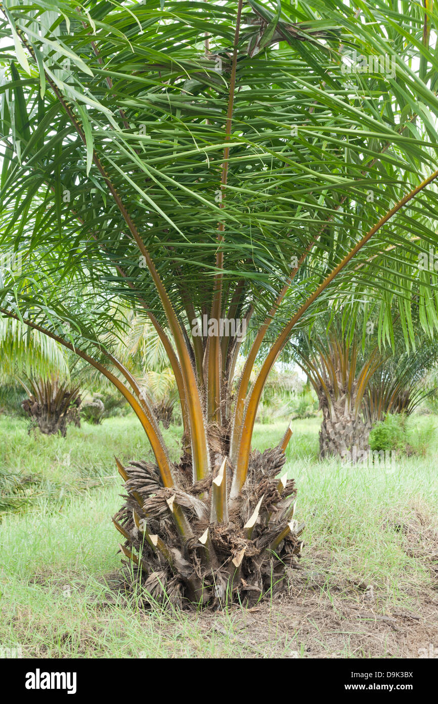 Olio di palma Plantation Foto Stock