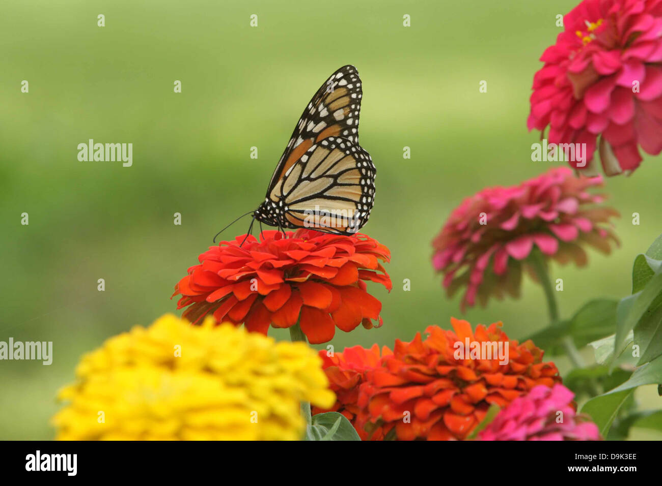 La monarch ali di farfalla arancione nero giallo rosa petalo di fiore foglie fogliame stelo garden Foto Stock