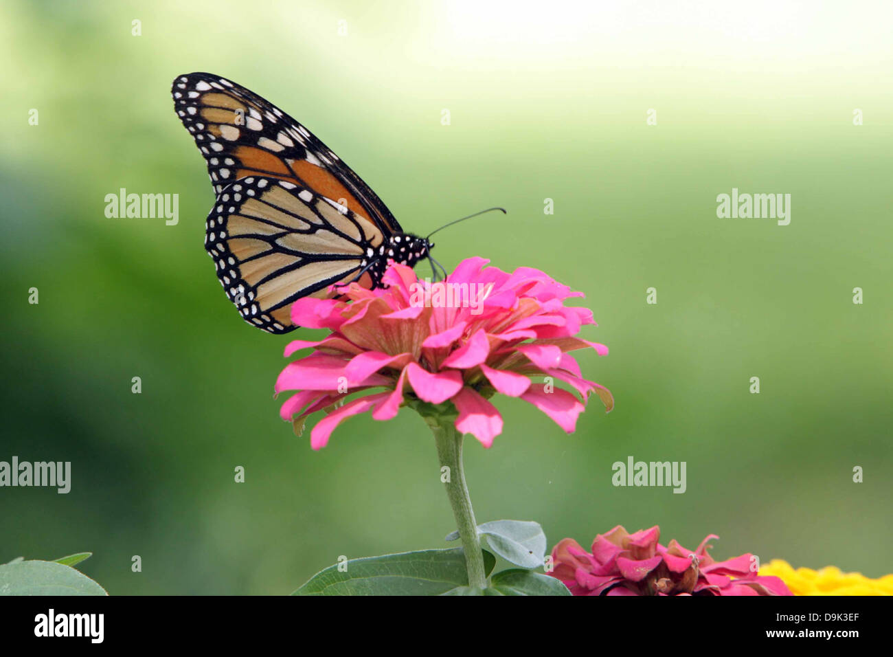La monarch ali di farfalla arancione nero rosa petalo di fiore foglie fogliame stelo garden Foto Stock