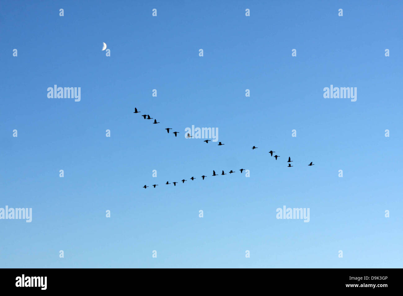 Sky Moon bird fowl volare ali Foto Stock