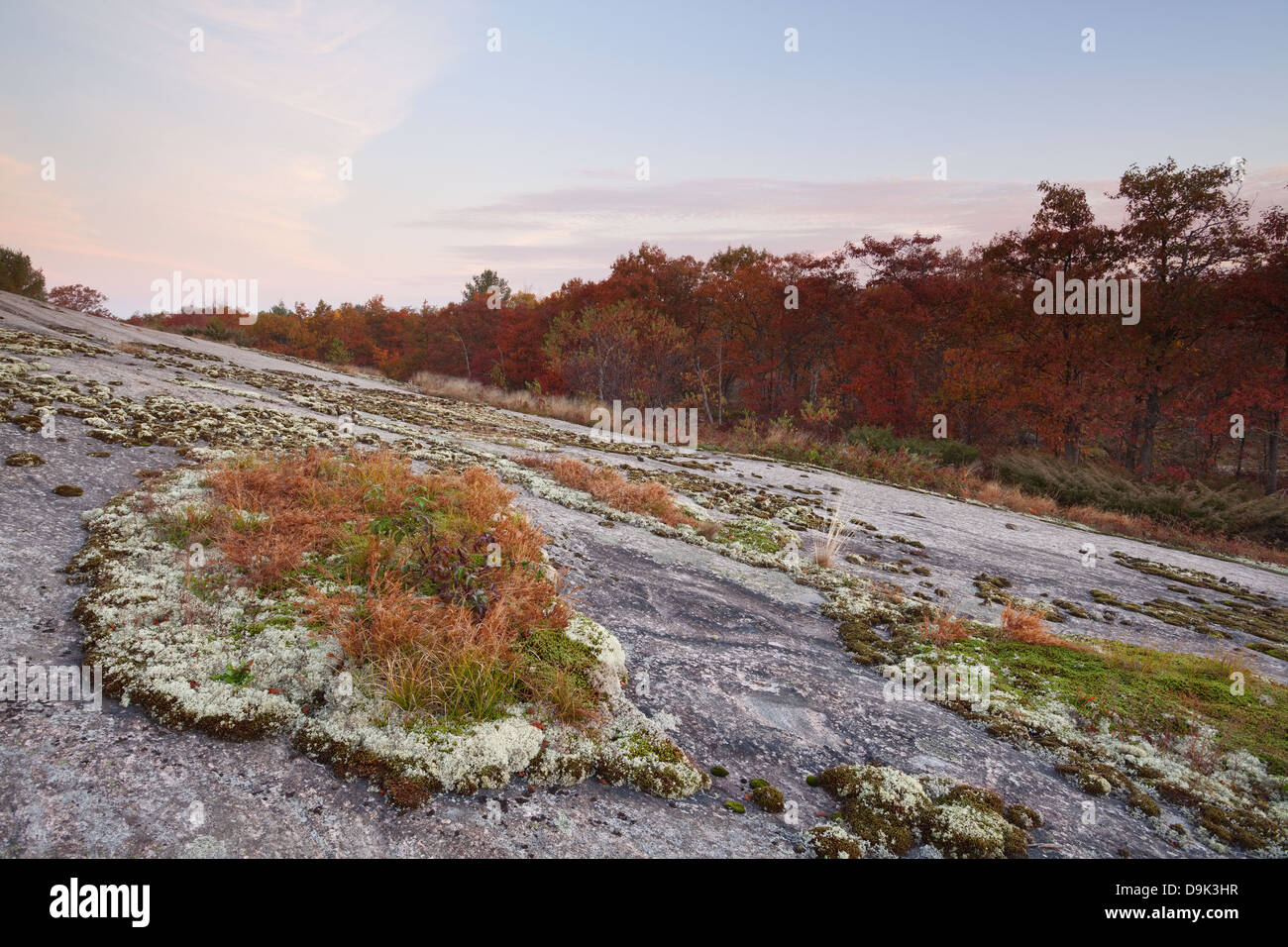 Grandi lichen patch con la Borgogna alberi di quercia in background, Muskoka, Ontario, Canada. Foto Stock