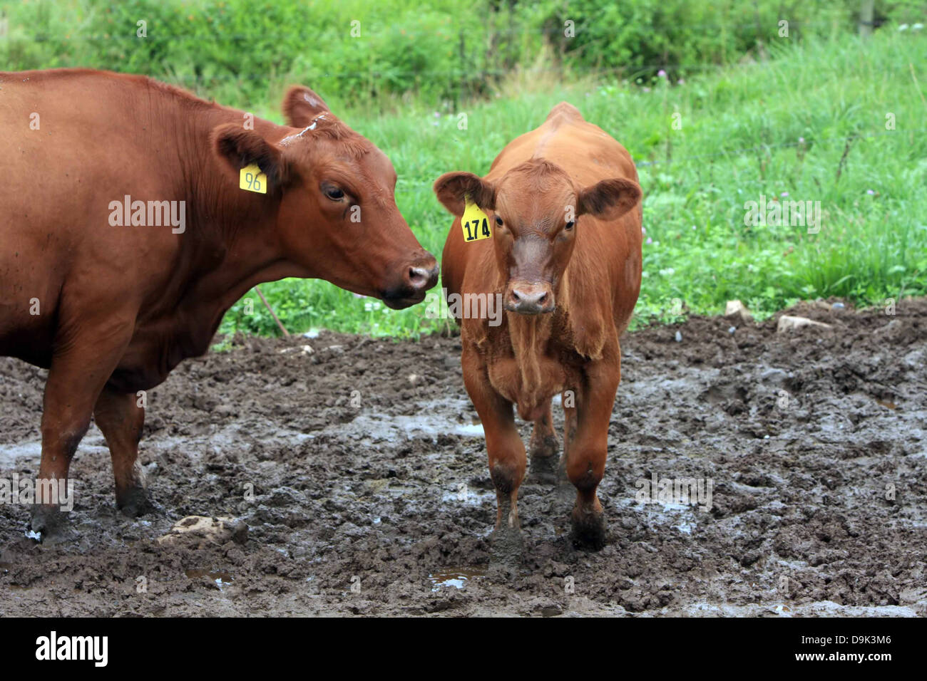 Angus vitello Angus cow bull bestiame fattoria rurale paese rosso Foto Stock