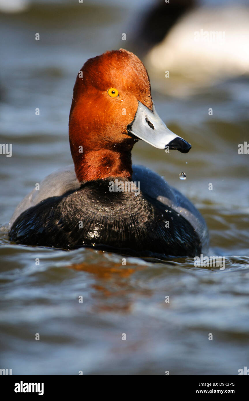 Readhead duck aythya americana, Fiume Choptank, Chesapeake Bay, Cambridge, Maryland Foto Stock
