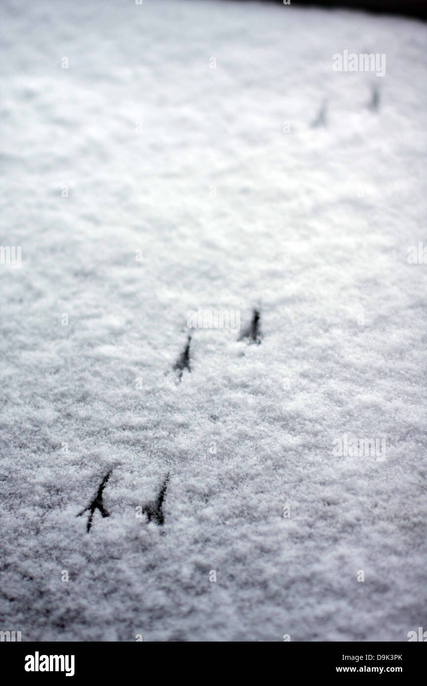Stagione invernale freddo della neve piedi orme animale stampe di uccelli Foto Stock