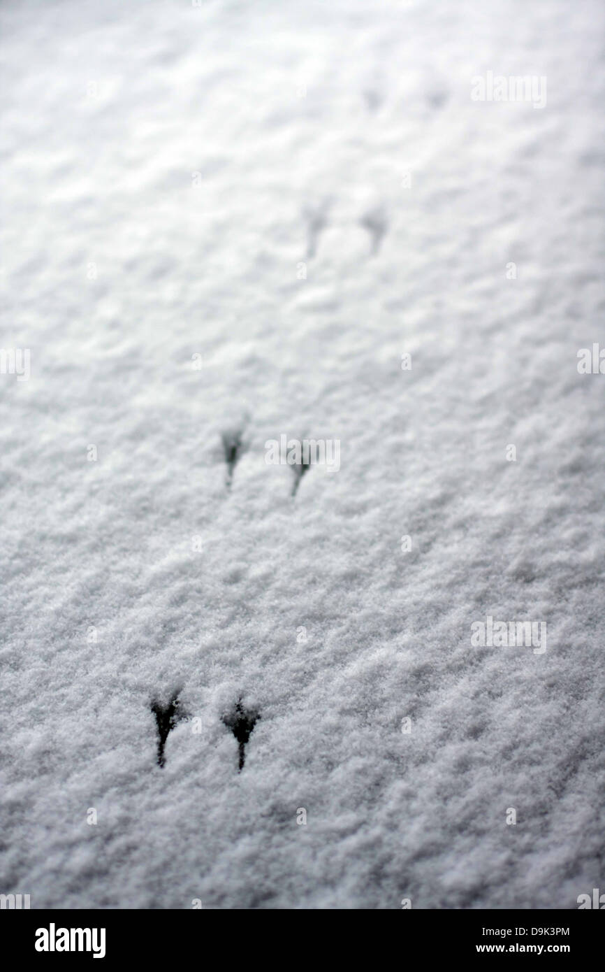 Stagione invernale freddo della neve piedi orme animale stampe di uccelli Foto Stock