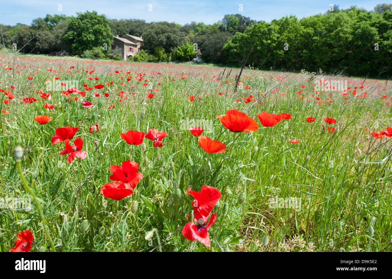 Campo di papaveri fioritura vicino St-Paul-Trois-Châteaux, la valle del Rodano, Francia meridionale Foto Stock