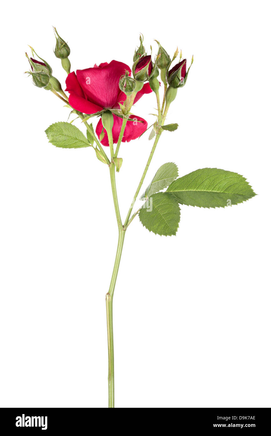 Un fiore di rosa rimbling isolato su uno sfondo bianco Foto Stock