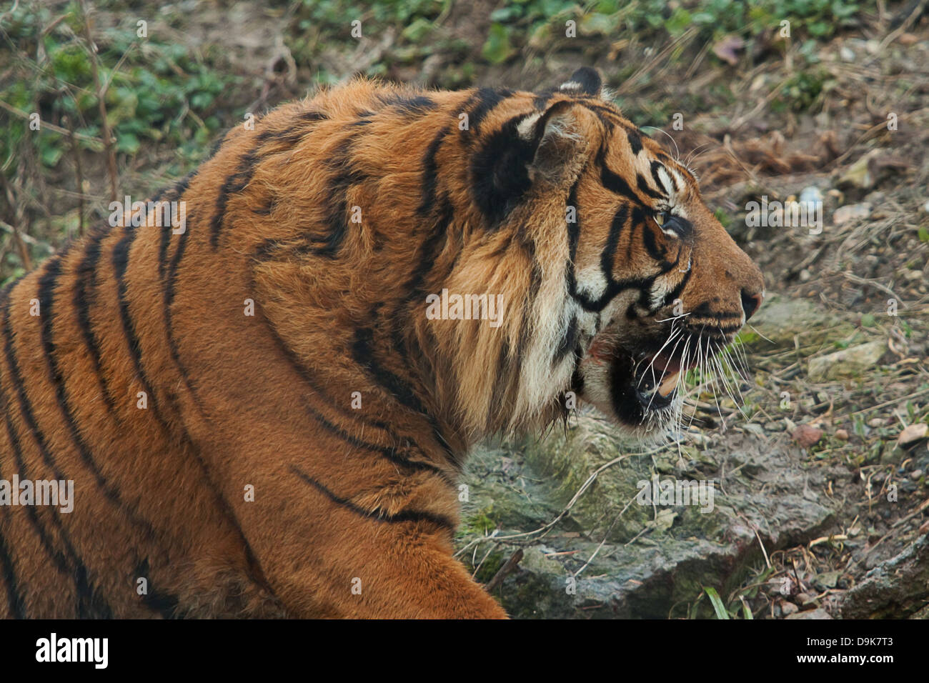Un avviso Indian Tiger Foto Stock