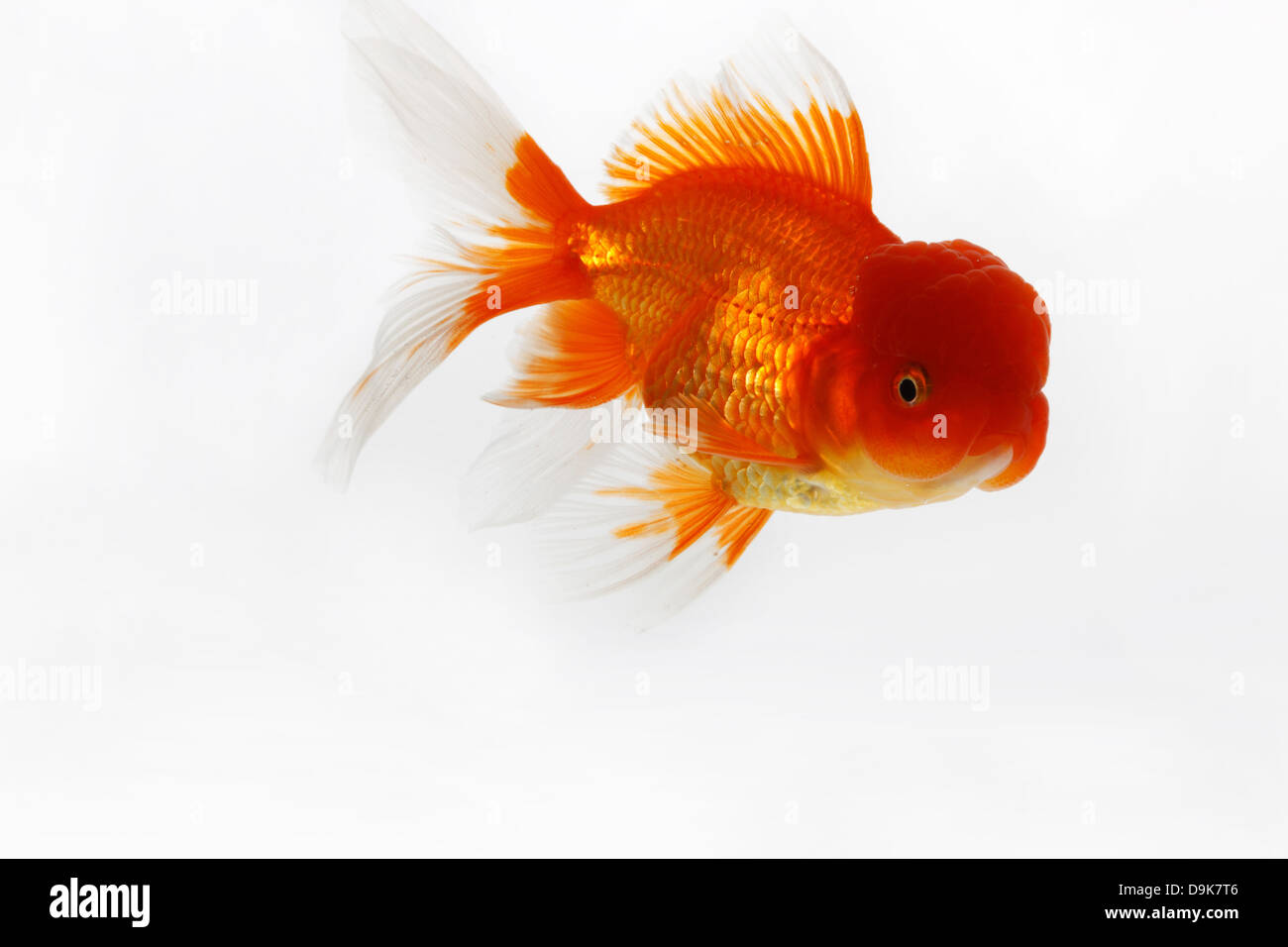 Close-up di pesce Foto Stock