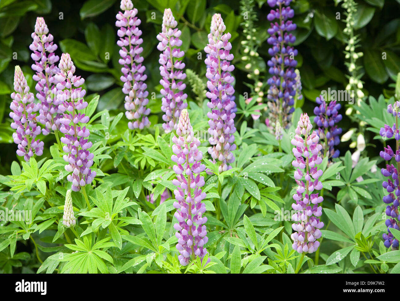 Viola lupinus, Lupin o impianto di lupino fiori Foto Stock