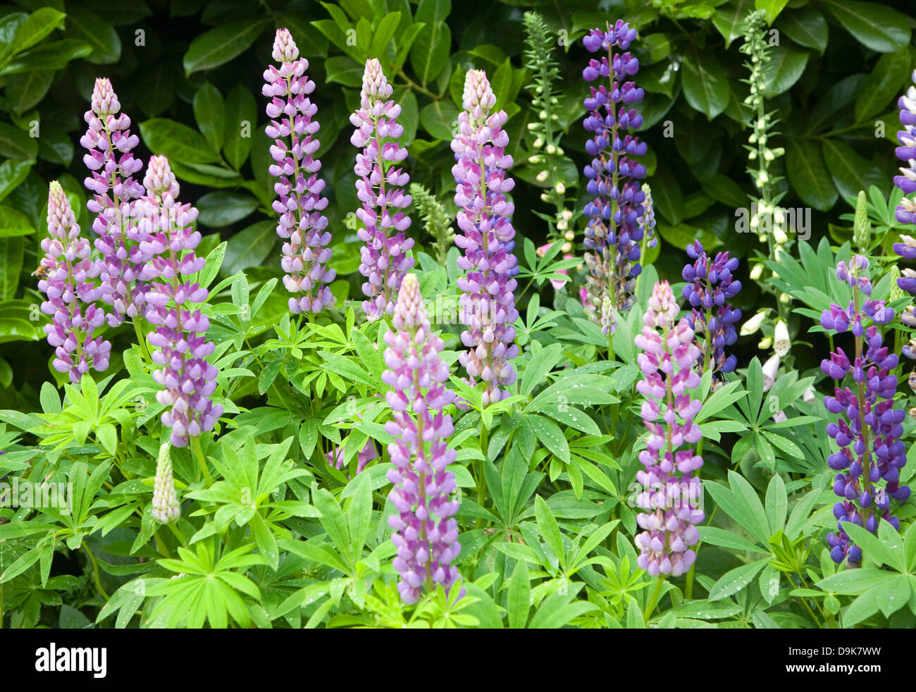 Viola lupinus, Lupin o impianto di lupino fiori Foto Stock