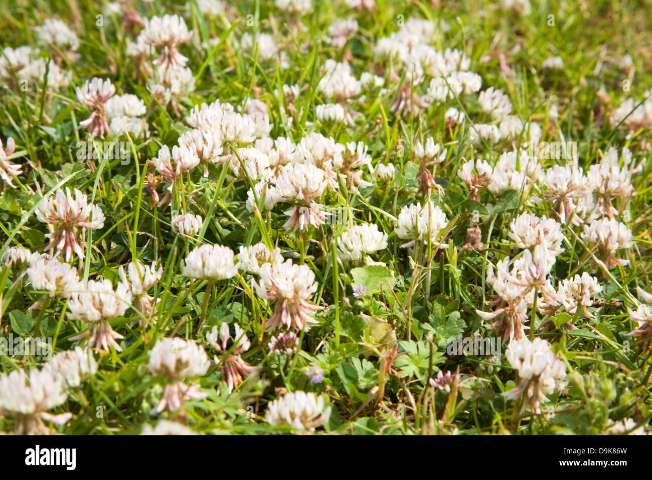 Trifoglio bianco trifolium trifoglio o chiudere fino in crescita in Prato Foto Stock