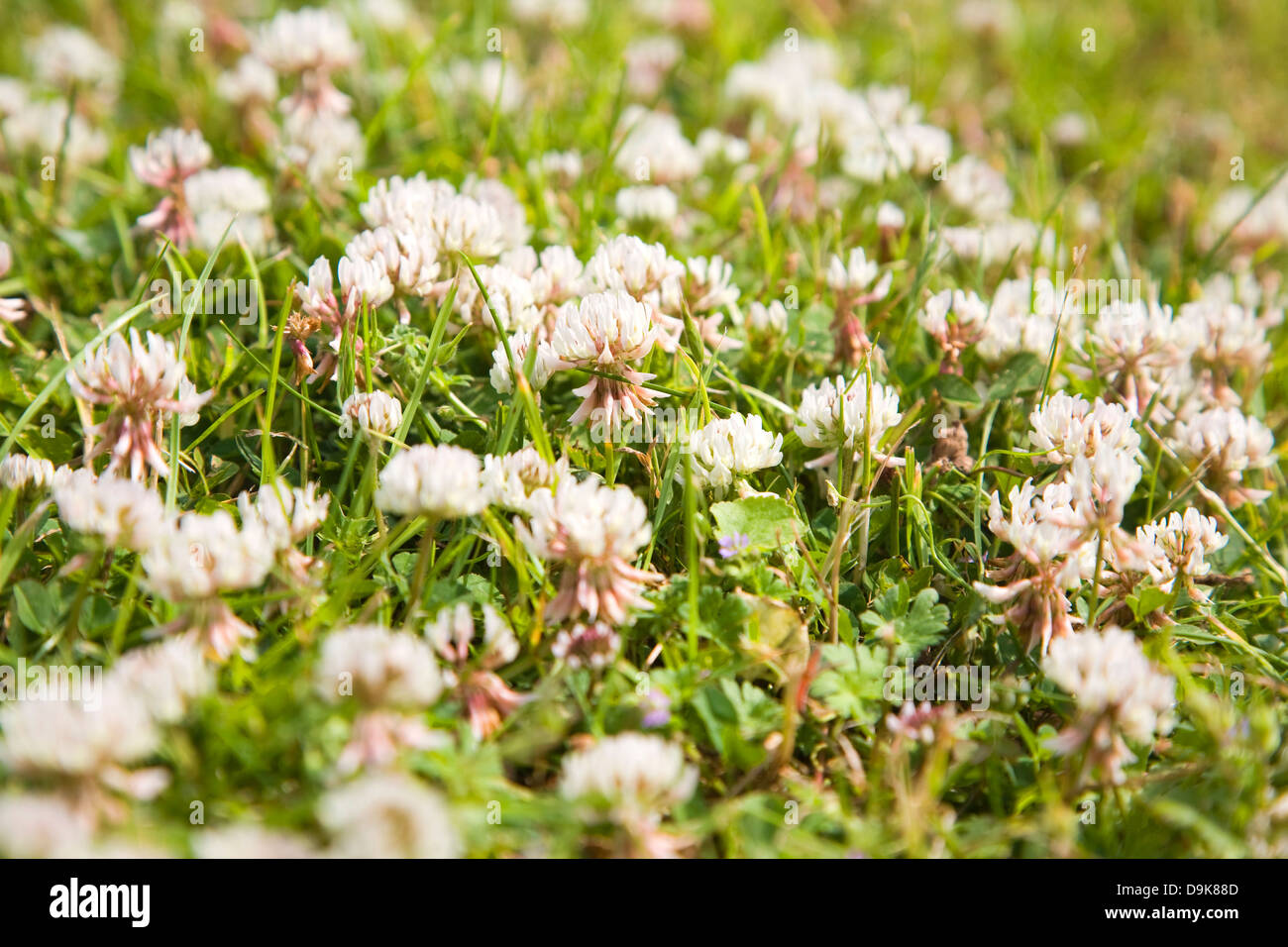 Trifoglio bianco trifolium trifoglio o chiudere fino in crescita in Prato Foto Stock