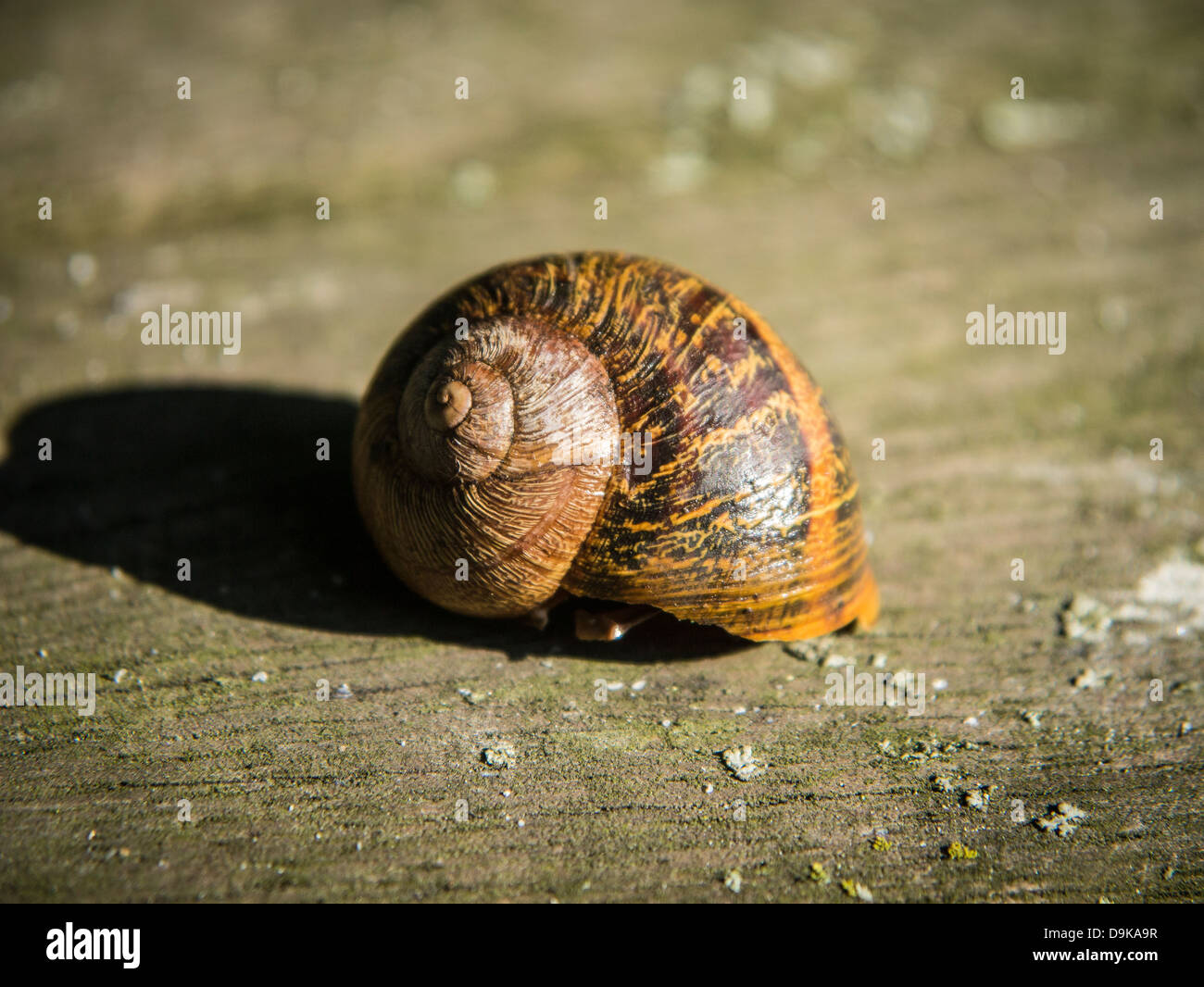 Un vecchio e stagionato colorati Shell lumaca Foto Stock Un vecchio e stagionato colorati Shell lumaca Foto Stock