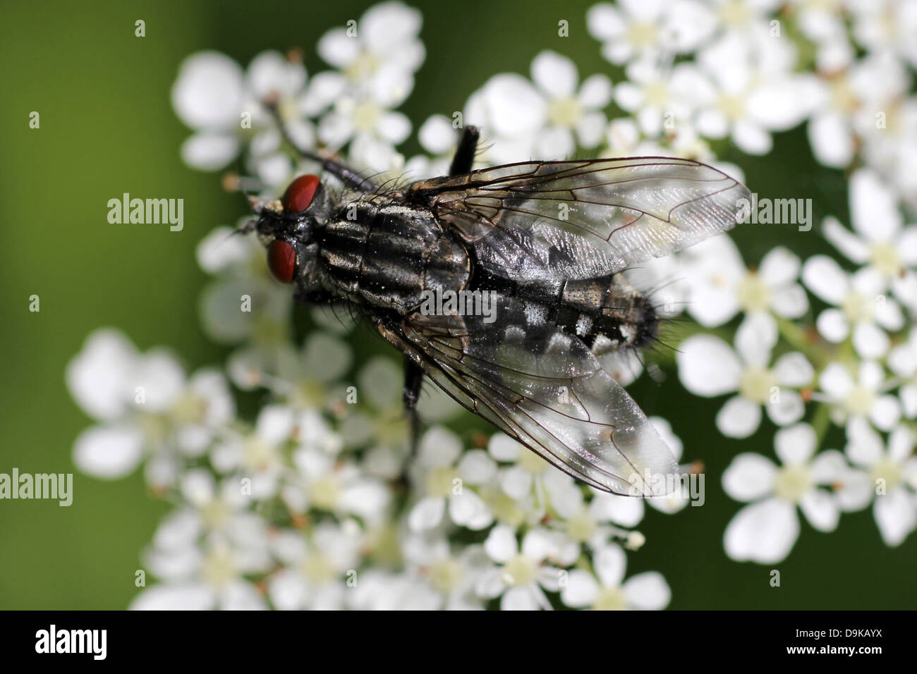 Muscid Fly Polietes lardarius su Umbellifer, REGNO UNITO Foto Stock
