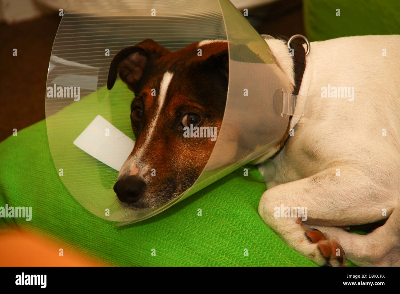 Jack Russell Terrier cane con protezione collare vet Foto Stock