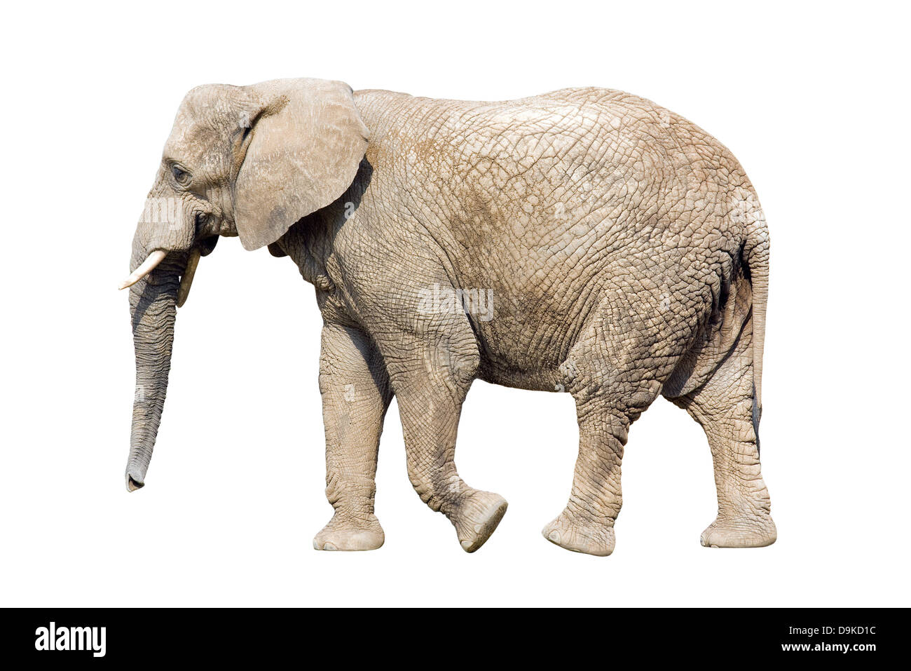 Elefante africano con tracciato di ritaglio Foto Stock