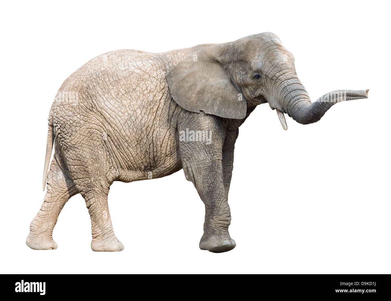 Elefante africano con tracciato di ritaglio Foto Stock