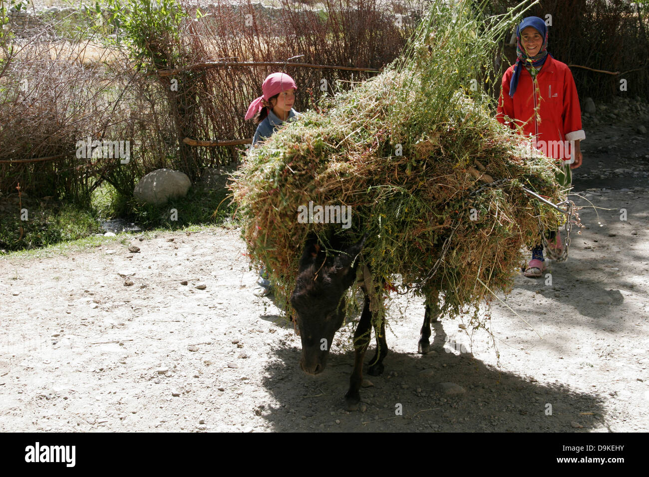 Donkey trasportare erba, Wakhan Valley Tagikistan, dell'Asia centrale Foto Stock