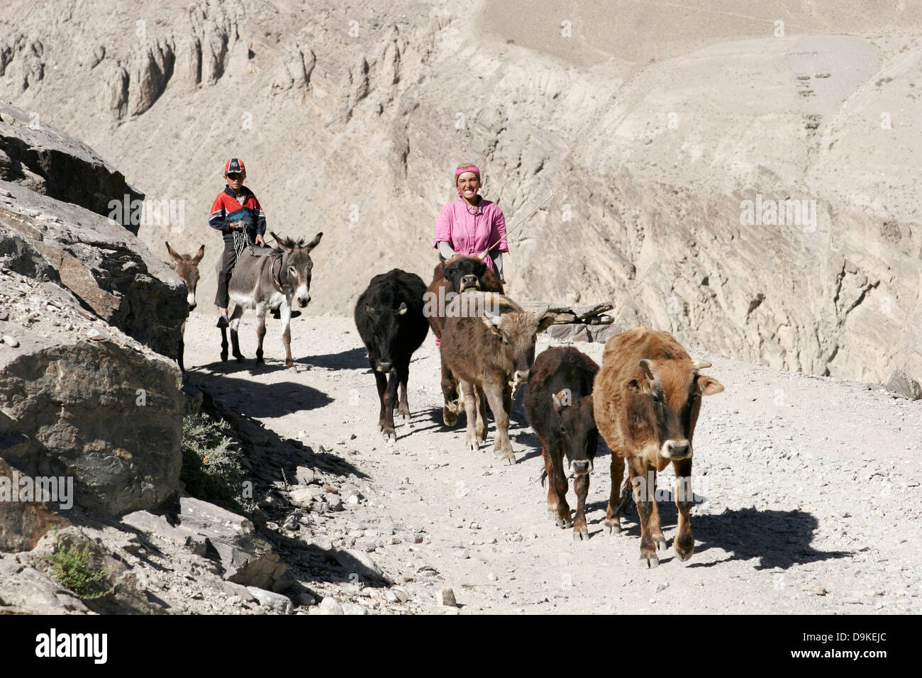 Le mucche di ritorno provenienti dal alta altitudine pascoli di montagna, in Tagikistan, in Asia centrale Foto Stock