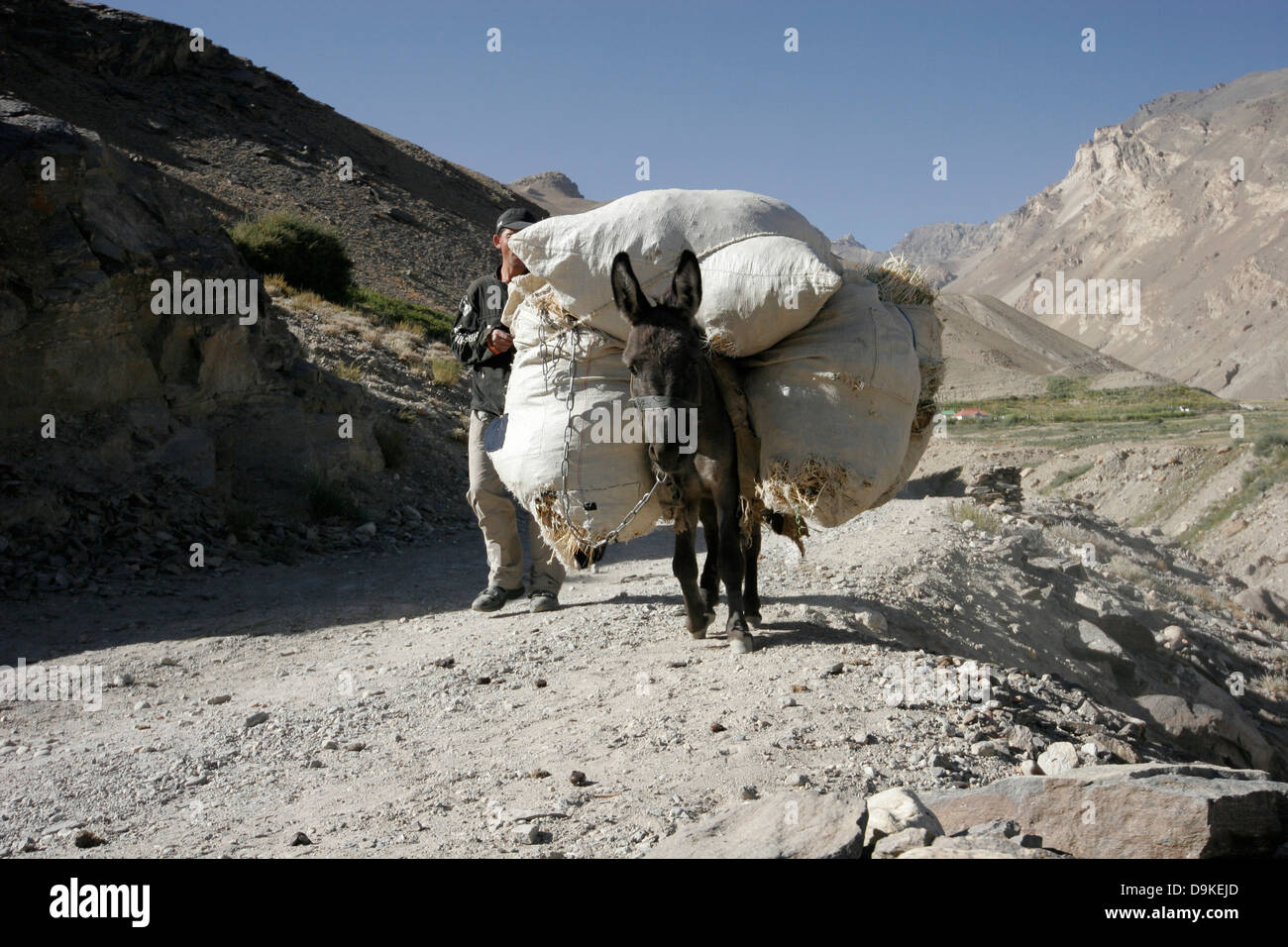 Donkey trasportare un carico, Fan di montagna, in Tagikistan, in Asia centrale Foto Stock