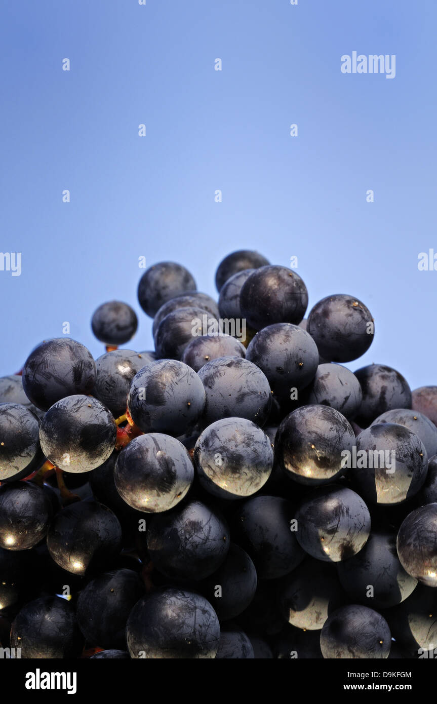 Un grappolo di uva. Foto Stock