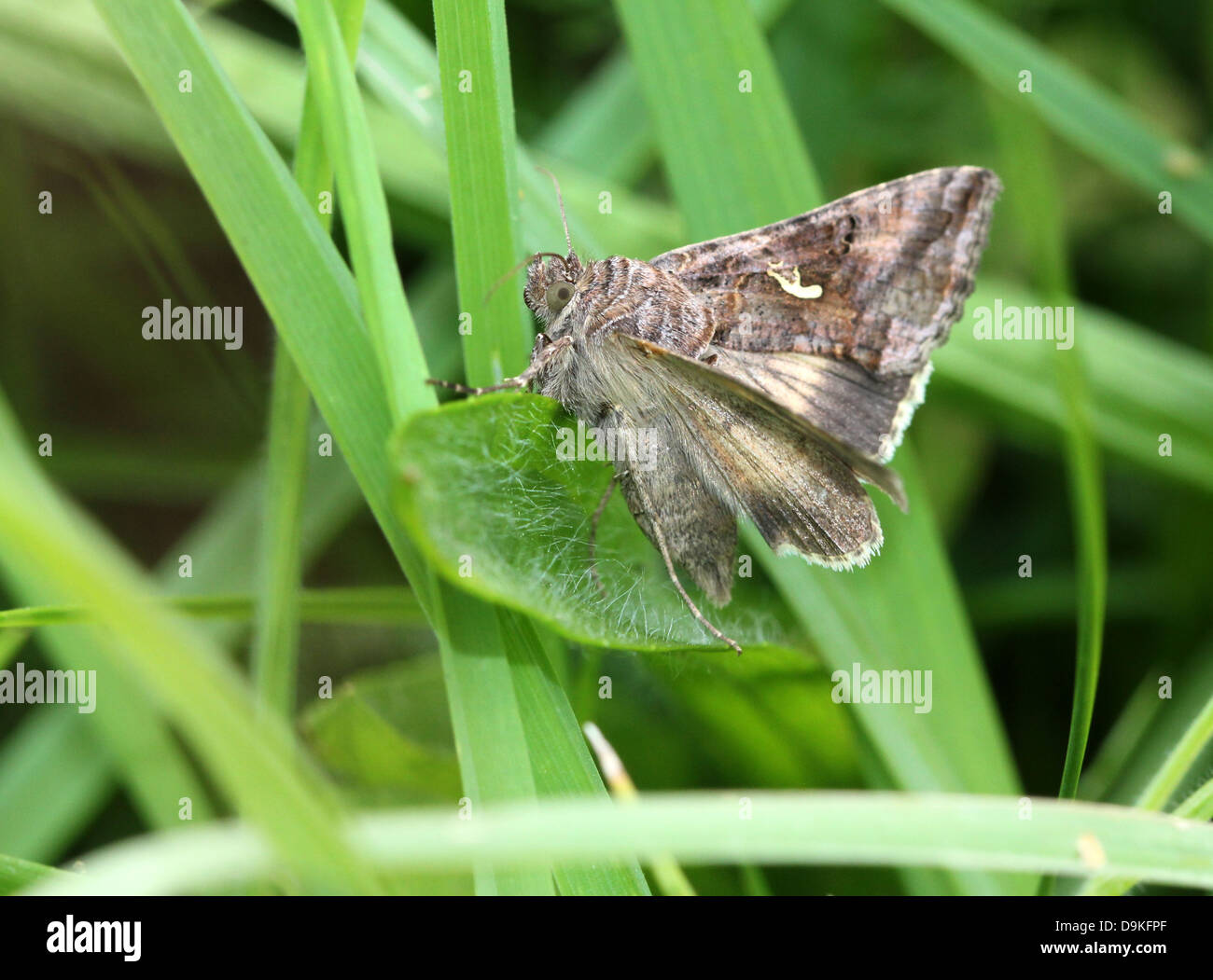 Dettagliato di close-up di il piccolo grigio-marrone argento Y (Autographa gamma) Moth Foto Stock