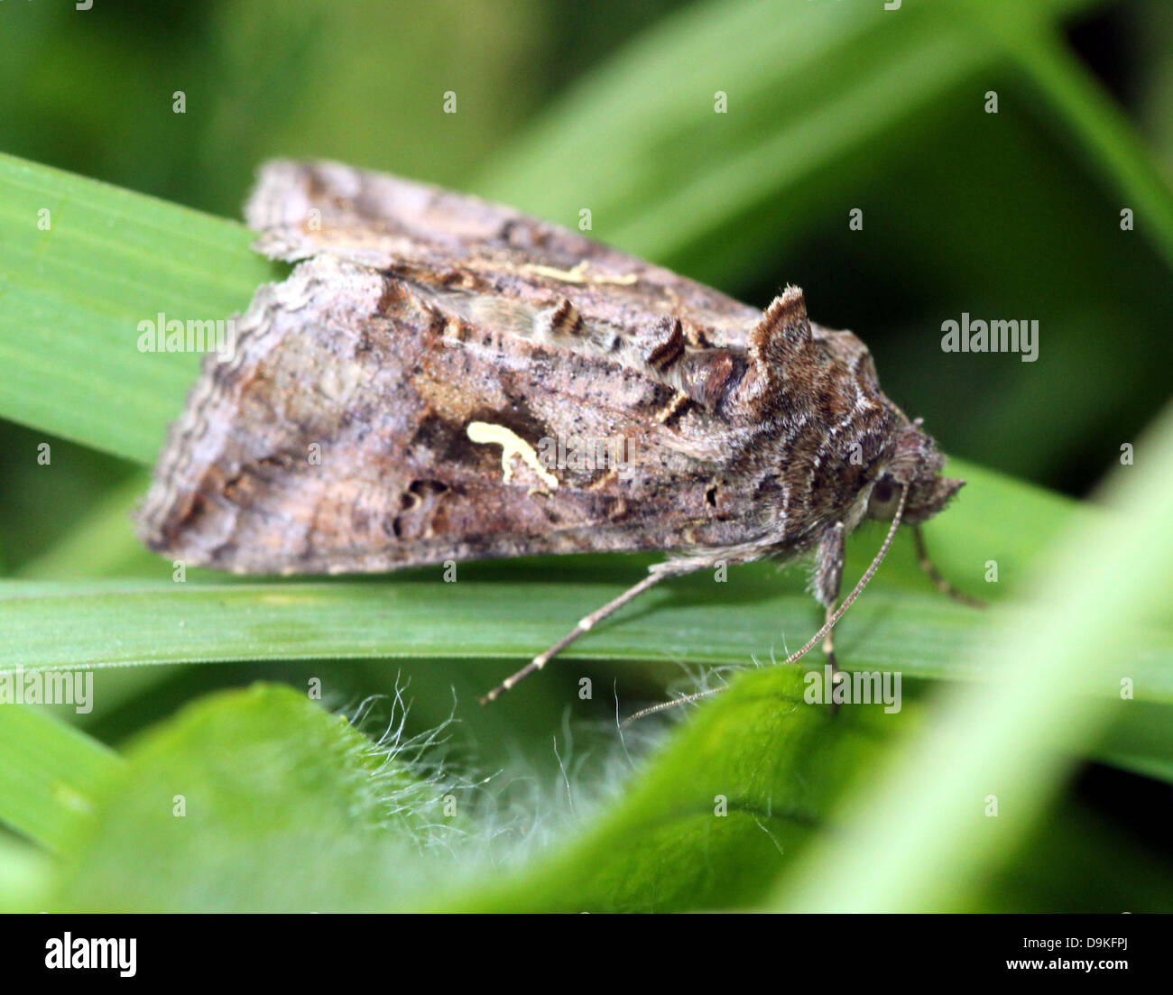 Dettagliato di close-up di il piccolo grigio-marrone argento Y (Autographa gamma) Moth Foto Stock