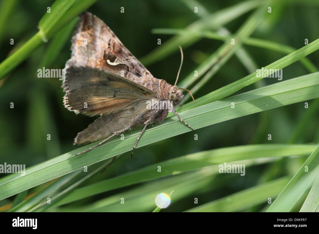 Dettagliato di close-up di il piccolo grigio-marrone argento Y (Autographa gamma) Moth Foto Stock