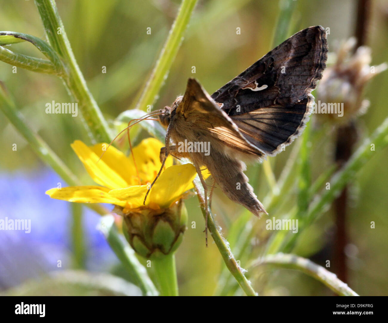 Dettagliato di close-up di il piccolo grigio-marrone argento Y (Autographa gamma) Moth Foto Stock