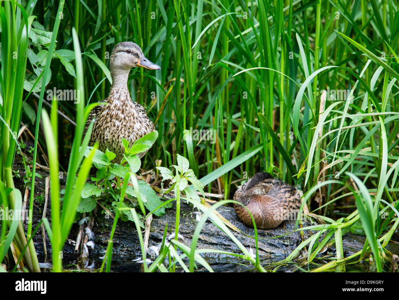 Mallard duck femmine tra la vegetazione sulle rive del canale di Cromford nel Derbyshire Regno Unito Foto Stock