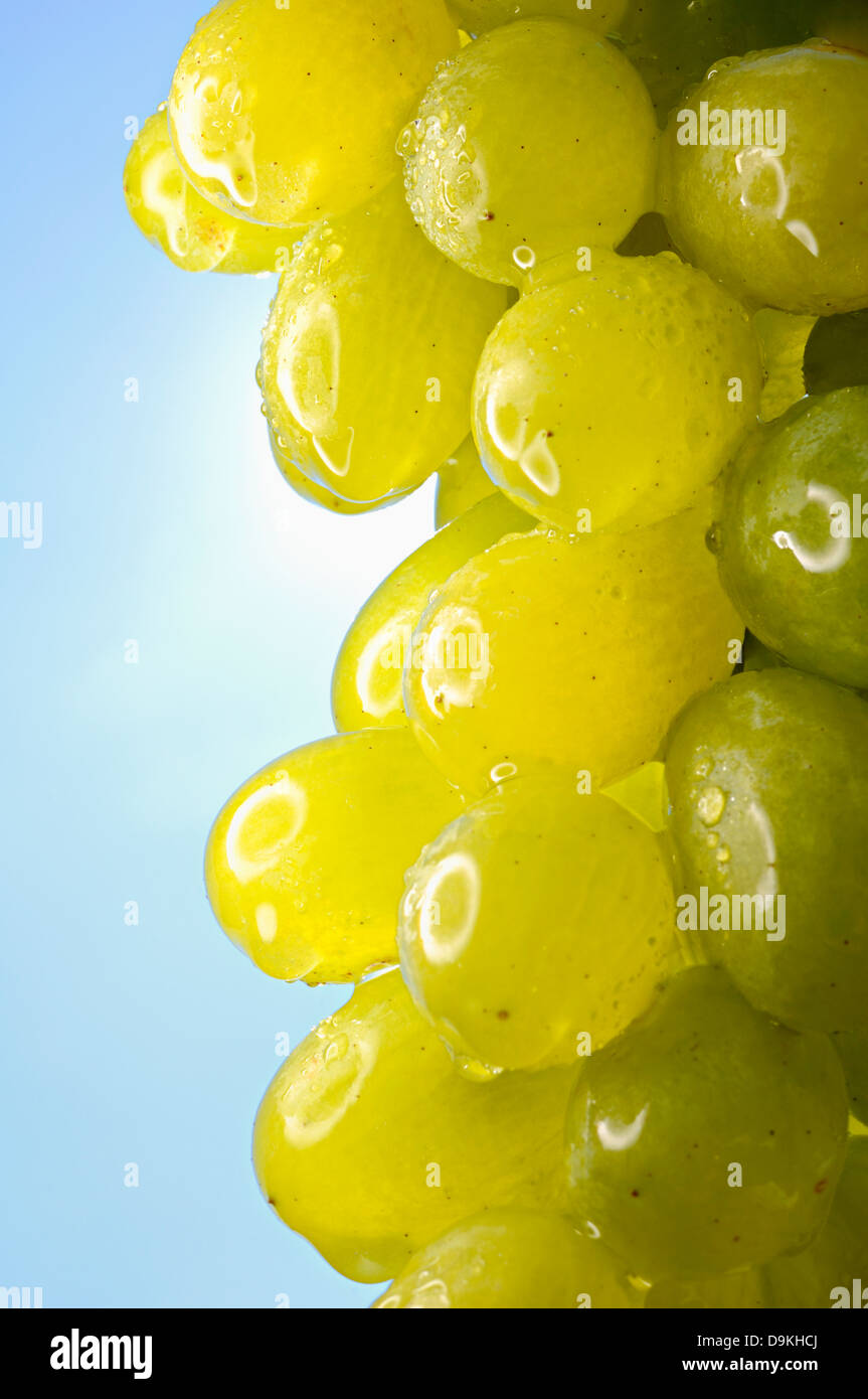 Un grappolo di uva. Foto Stock
