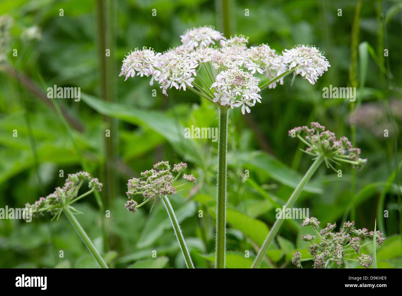 Hogweed heracleum sphondylium è un robusto umbelliferous fiore cresce qui accanto al canale di Cromford nel Derbyshire Foto Stock