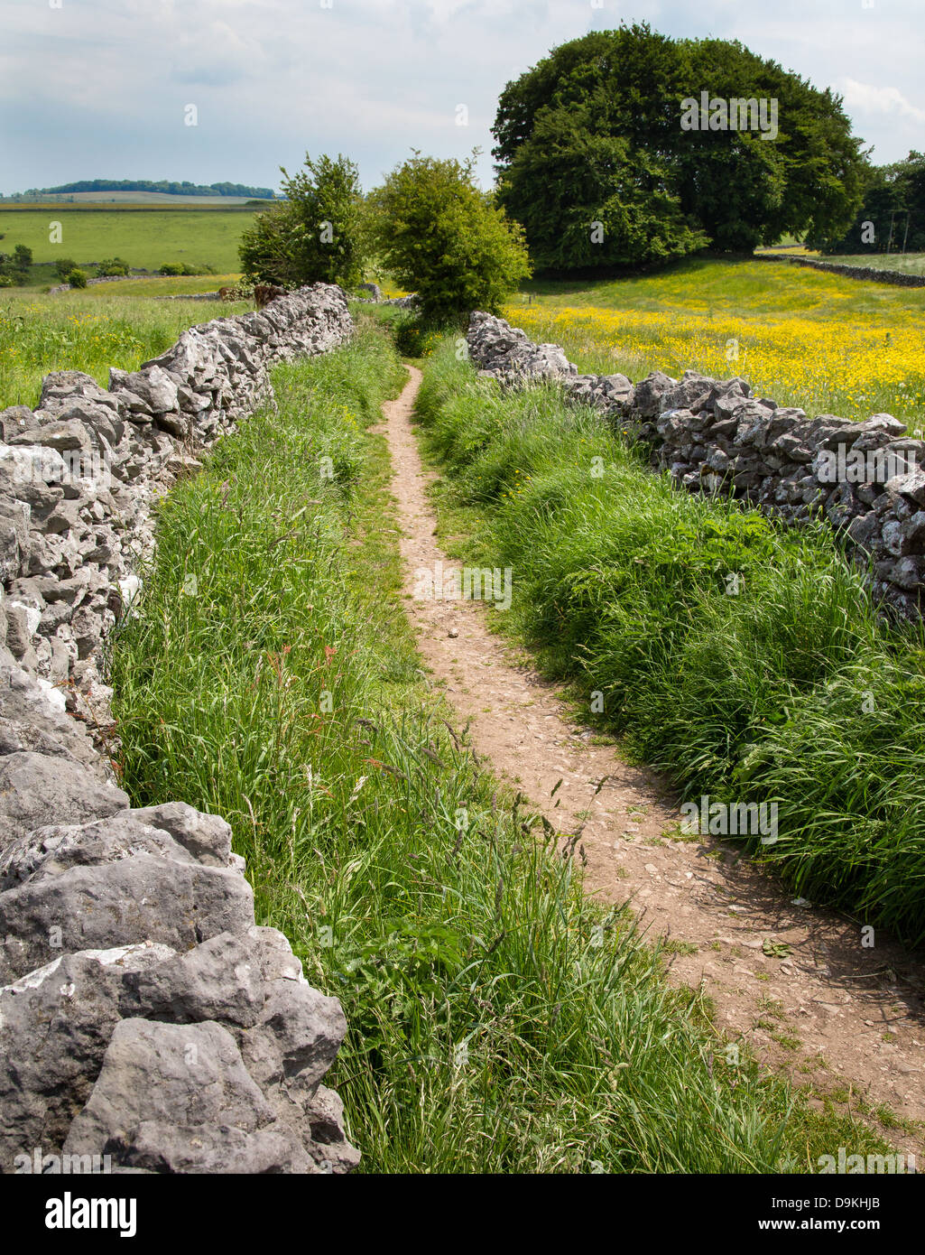 MIlken Lane è una stalattite parete corsia verde acceso dal Derbyshire village di Monyash a Fern Dale sopra Lathkill Dale Foto Stock