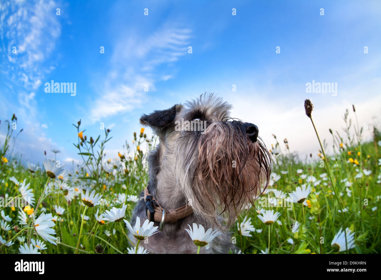 Zwergschnauzer cane sul prato con chamomiles oltre il cielo blu Foto Stock