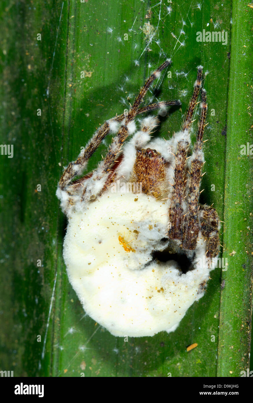 Un ragno di grandi dimensioni infettate con funghi nel sottobosco della foresta pluviale, Ecuador Foto Stock