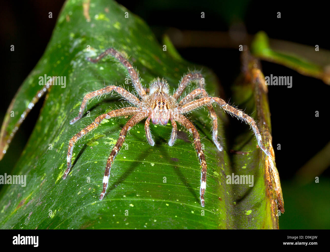 Vagabondaggio velenosi spider (Phoneutria sp.) guardando la telecamera, Ecuador Foto Stock