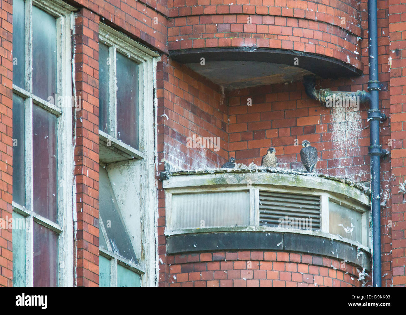 Fledged Falco Pellegrino pulcini in un nido costruito su una mensola del Mulino del Nord a Belper nella Derwent Valley DERBYSHIRE REGNO UNITO Foto Stock