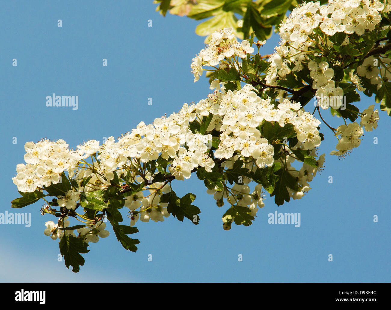 Il ramo di un albero di biancospino o Mayblossom in fiore Foto Stock