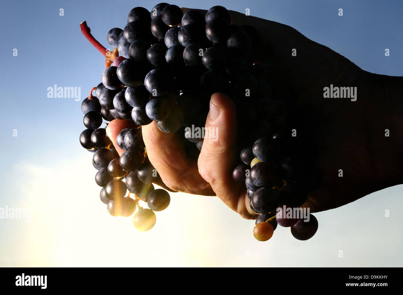 Un grappolo di uva. Foto Stock