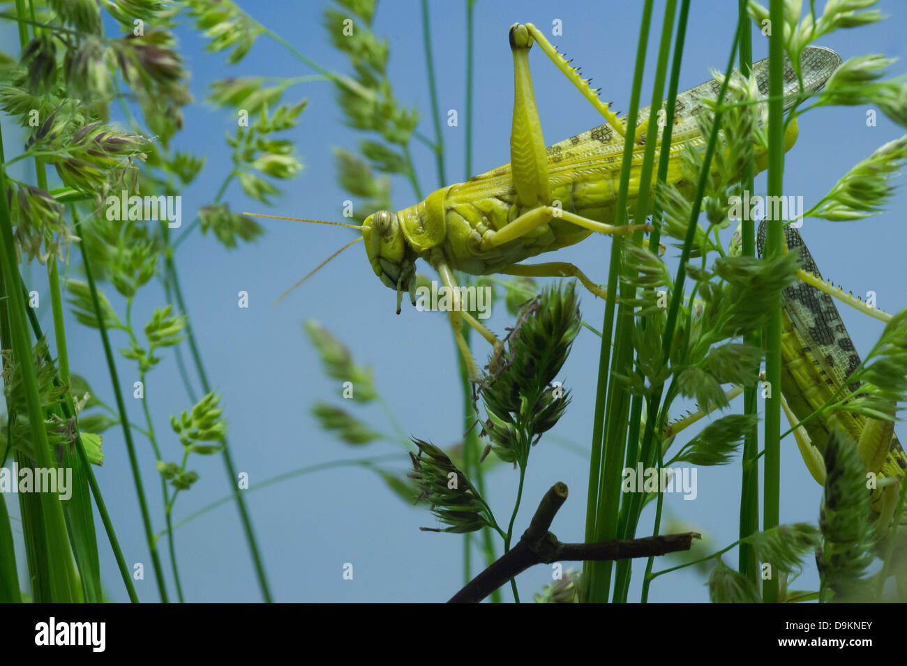 Desert locust (Schistocerca gregaria) Foto Stock