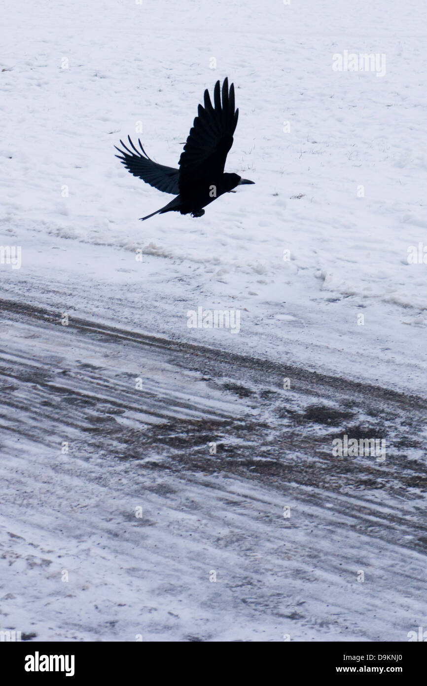 Crow volare attraverso una strada in inverno Foto Stock