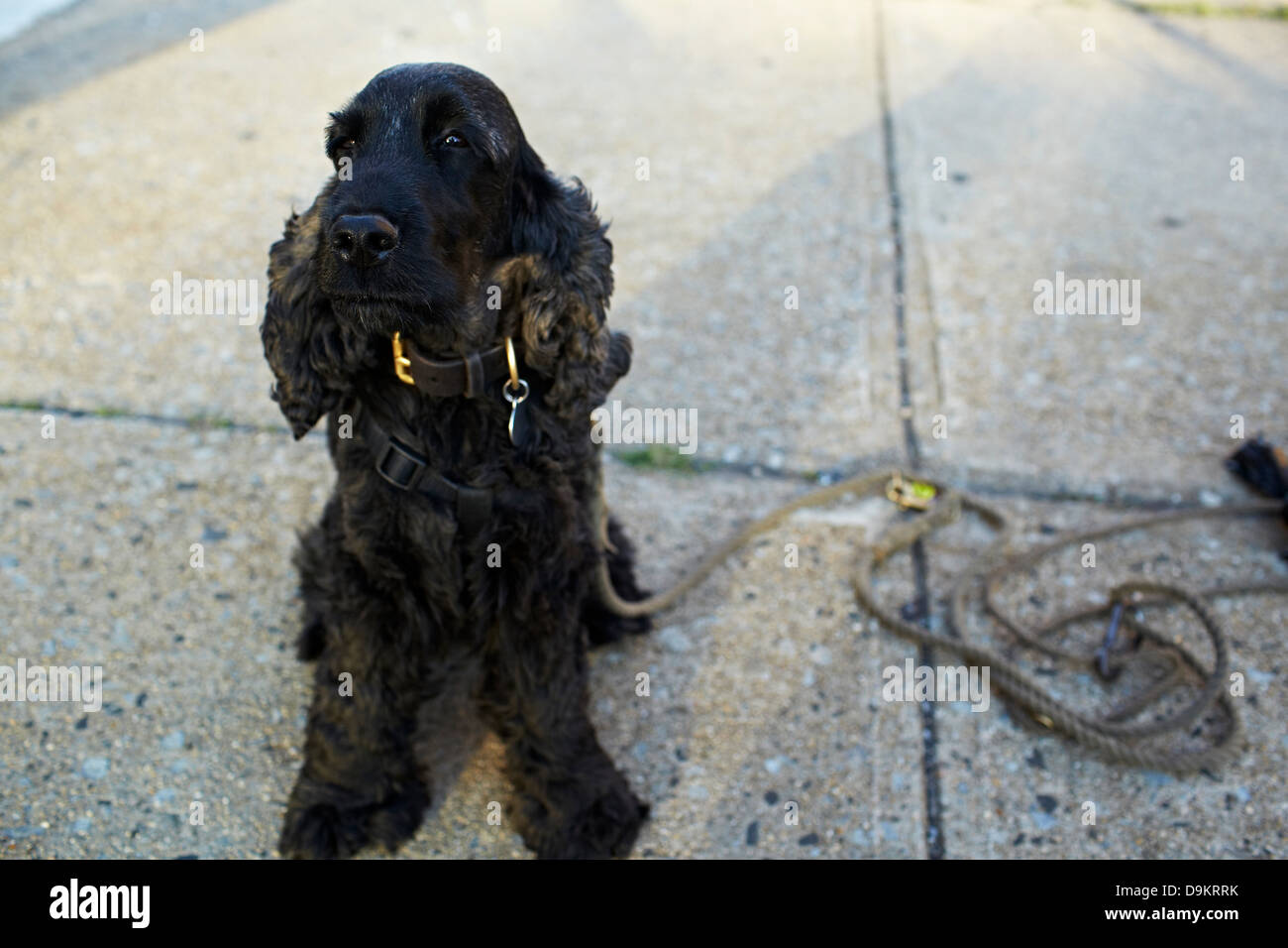 Cane nero sul marciapiede con piombo Foto Stock